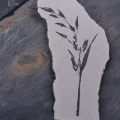 Stempel Jazz - Stamp - Meadow Fescue