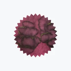 Robert Oster - Fountain Pen Ink - Signature - Cities Of America #1 - Napa